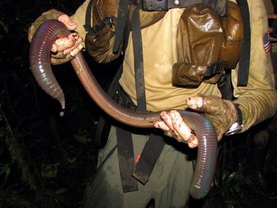 Worm (2).jpg