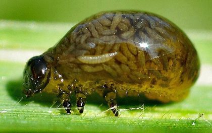 Tetrastichus julis.jpg
