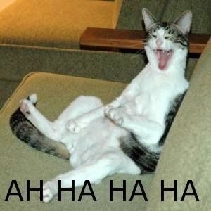 Hahacat.jpg