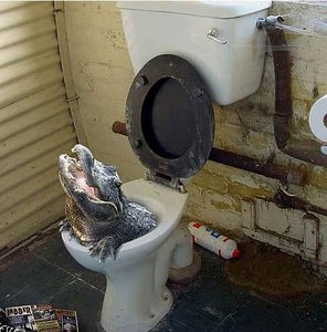 Alligator toilet.jpg