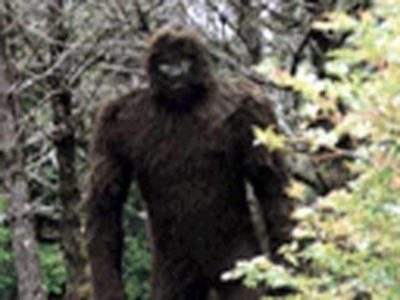 Yeti2.jpg