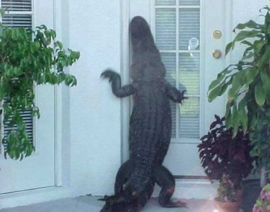 Croco.jpg