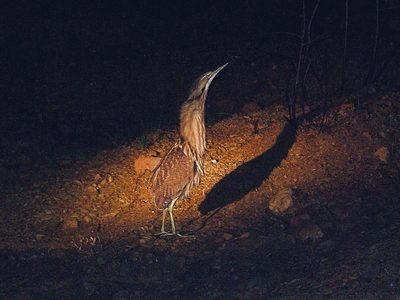 Bittern.jpg
