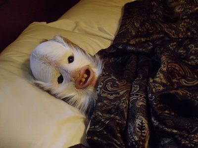 HEX chuchelo.JPG