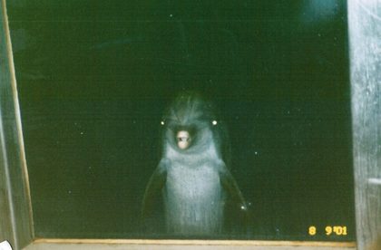 Dolphin.jpg