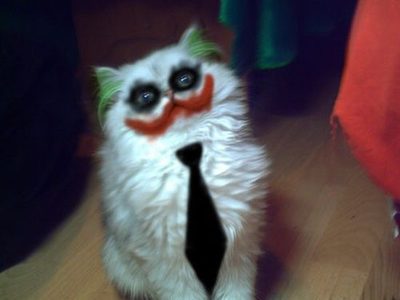 Joker cat.jpg