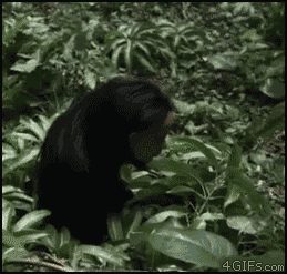Kripota.gif