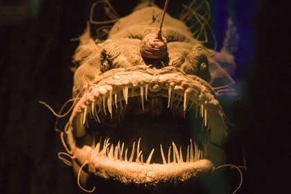 Angler fish.jpg
