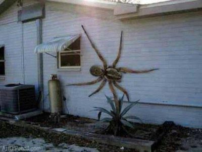 Angolan witch spider.jpg