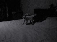 00038te3.gif